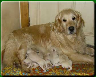 Beautie and Pups