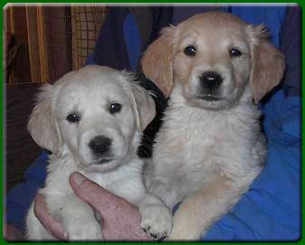 Former Pups