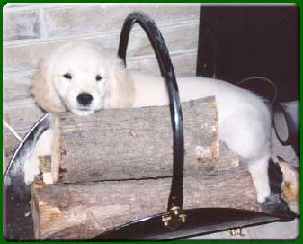 Former Pups