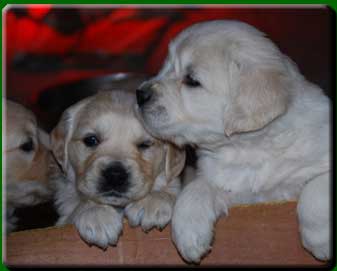 Current Pups