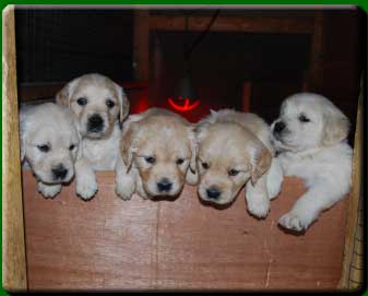 Current Pups